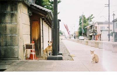 幼儿园大班运动会口号