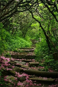 粉蝶婚闹:蓝电婚闹小说(花芊芊刘碧