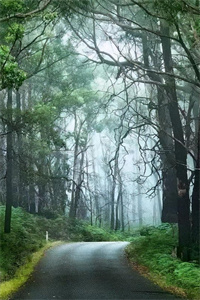 青雨回响全文免费阅读(青雨回响小